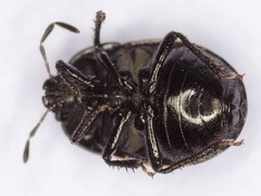 Legnotus limbosus