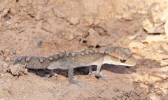 Diplodactylus vittatus