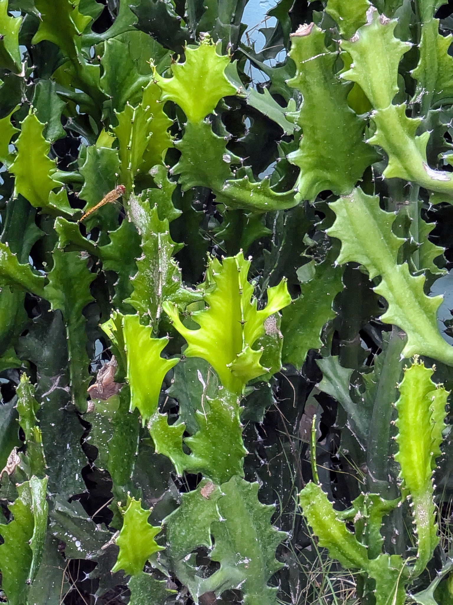Euphorbia lactea — ảnh 3