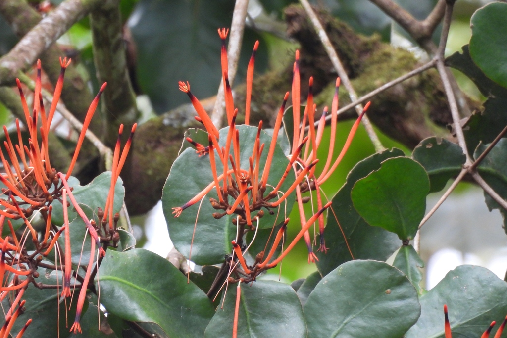 Psittacanthus zonatus
