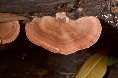 Flaviporus liebmannii