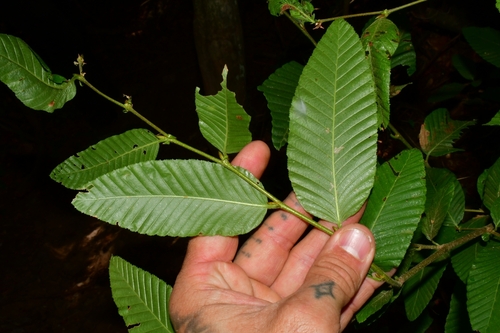 Foto de Raulí