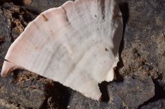 Flaviporus liebmannii