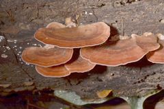 Flaviporus liebmannii