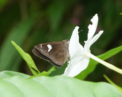 Notocrypta feisthamelii