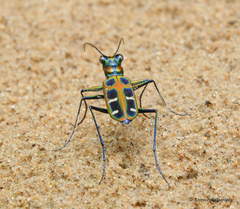 Cosmodela barmanica