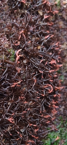 Gelidium pusillum observed 2025-01-29