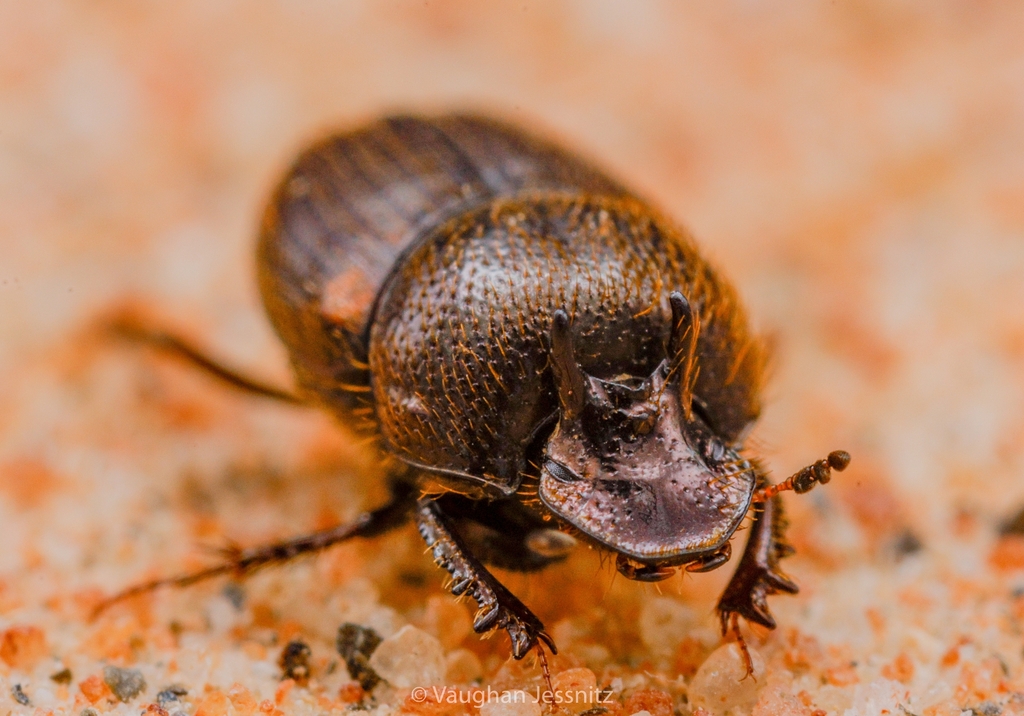 Onthophagus aethiopicus