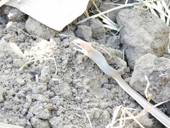 Psammophis orientalis
