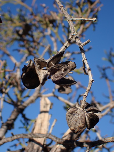 Image of Tetraclinis articulata by (c) Milan Chytrý, some rights reserved (CC BY)
