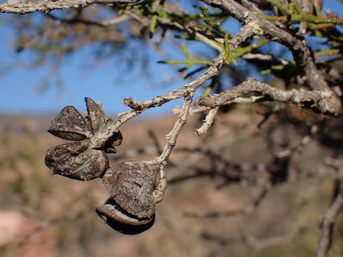 Image of Tetraclinis articulata by (c) Milan Chytrý, some rights reserved (CC BY)