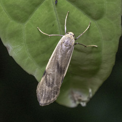 Teulisna diastropha