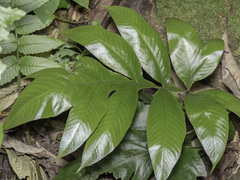 Tectariaceae