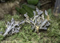 Peltigeraceae