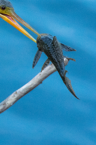 Bolivian pleco (Hypostomus bolivianus) — Loricariidae — 4