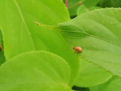 Aphthona lutescens