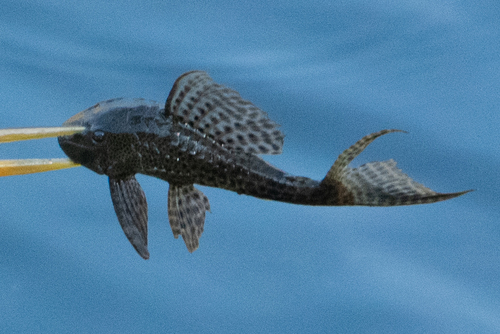 Bolivian pleco (Hypostomus bolivianus) — Loricariidae — 3