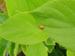 Aphthona lutescens