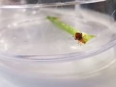 Aphthona lutescens