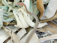 Psammophis orientalis