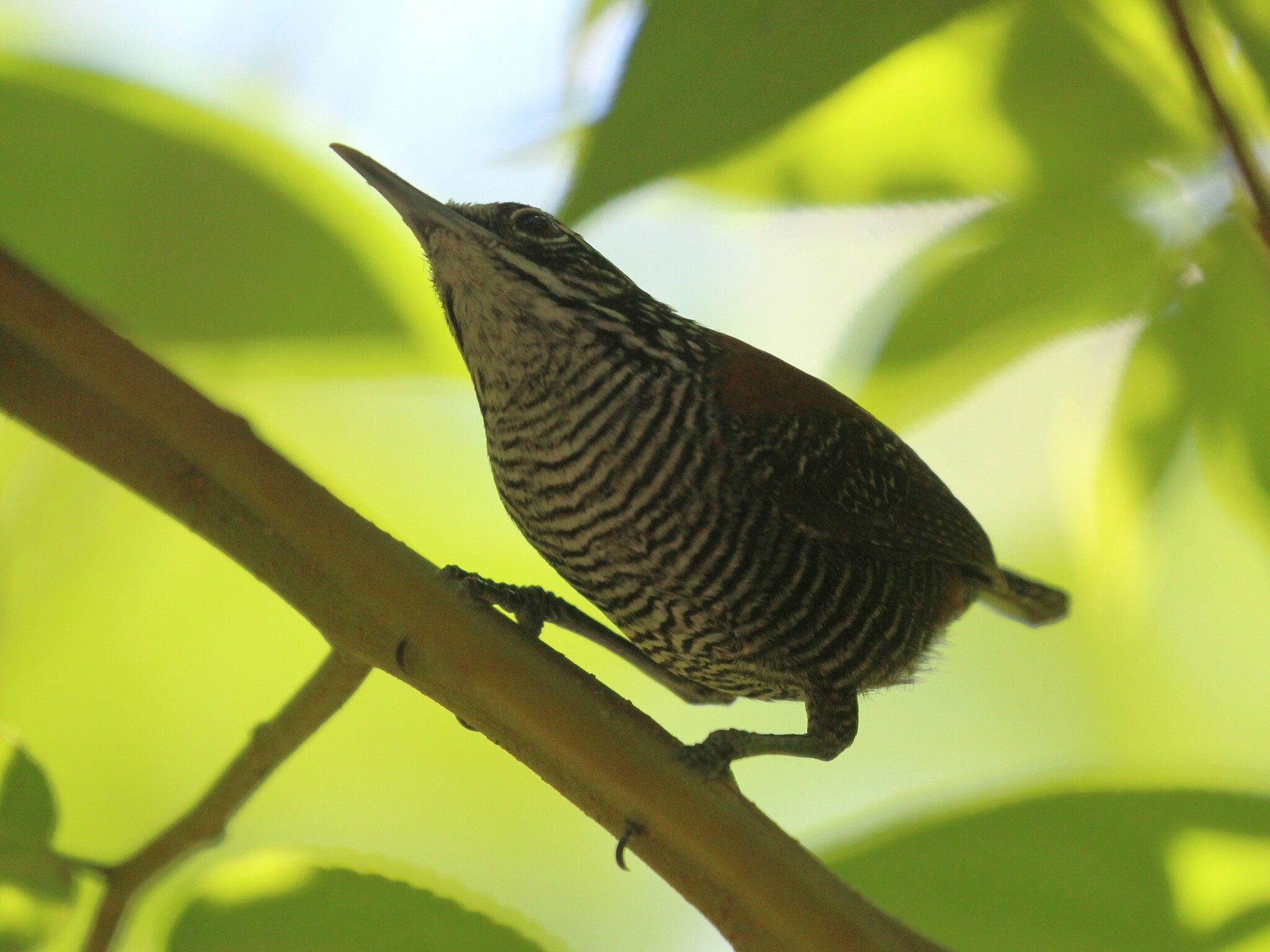 Riverside Wren (Cantorchilus semibadius), photo 7