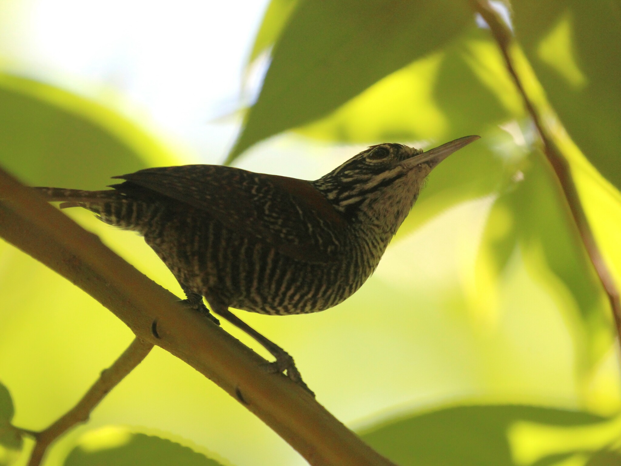 Riverside Wren (Cantorchilus semibadius), photo 8