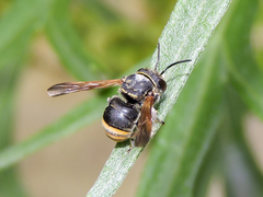 Loyolanthidium