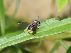 Loyolanthidium