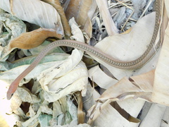 Psammophis orientalis