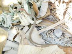 Psammophis orientalis
