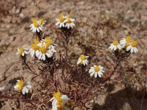 Image of Thymophylla concinna by (c) Sue Carnahan, some rights reserved (CC BY)