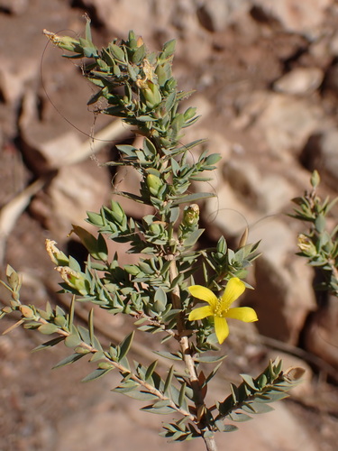 Egyptian Saint John's wort (Hypericum aegypticum)