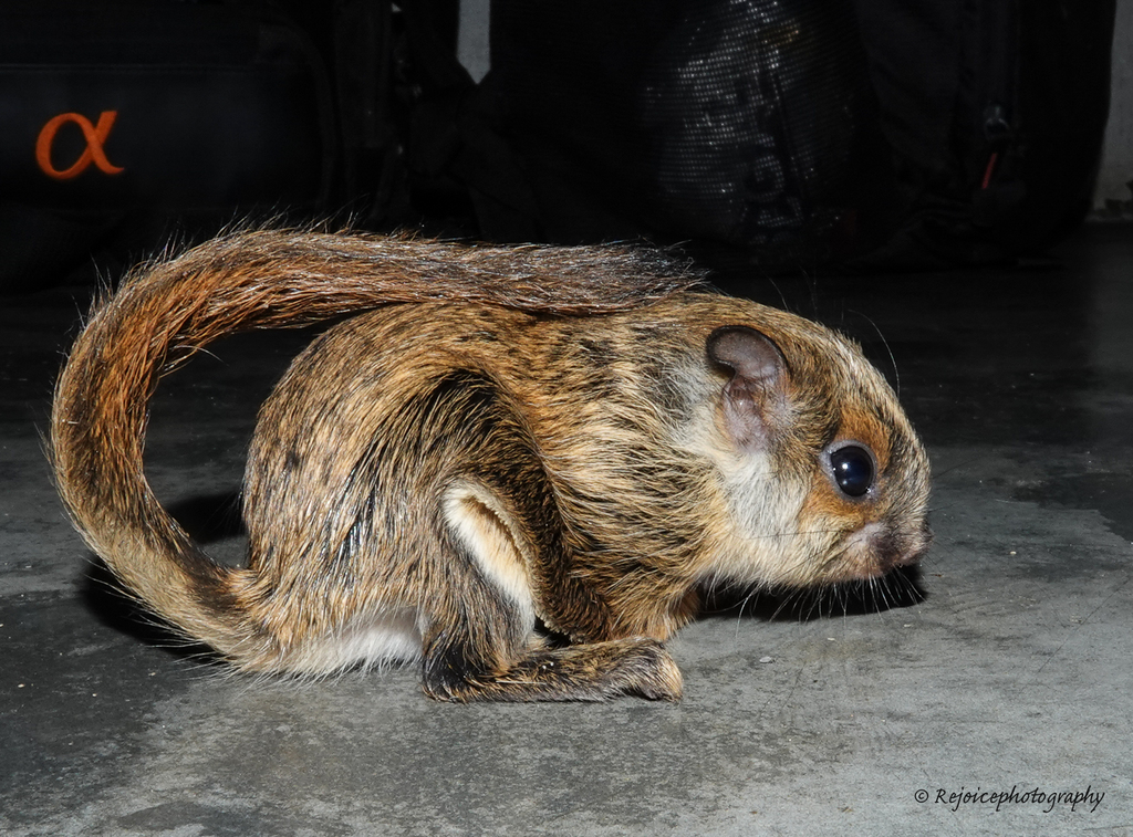 Particolored Flying Squirrel