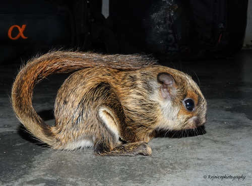 Particolored Flying Squirrel (Hylopetes alboniger)