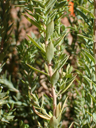 Hypericum aegypticum, photograph 1