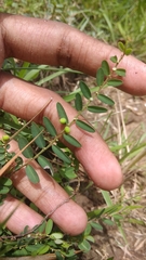 Phyllanthus virgatus