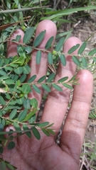Phyllanthus virgatus