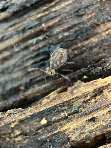 Dicyrtoma fusca, photo 7 of 8