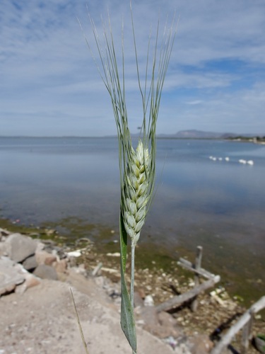 Triticum turgidum, photograph 4