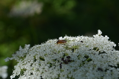 Athalia rosae