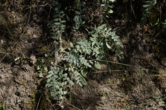 Psephellus declinatus