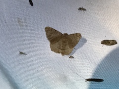 Digrammia ocellinata