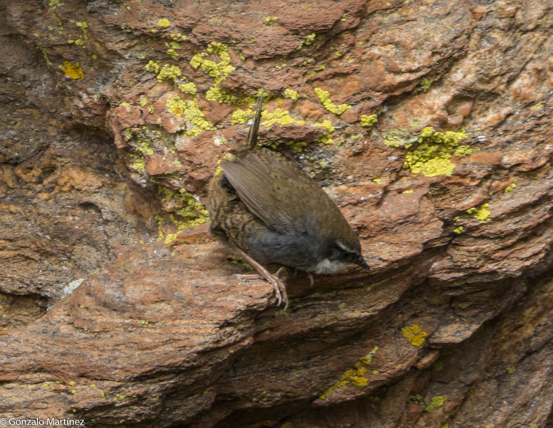 White-browed Tapaculo (Scytalopus superciliaris), photo 4