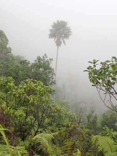 Pritchardia waialealeana, 2017-08-01