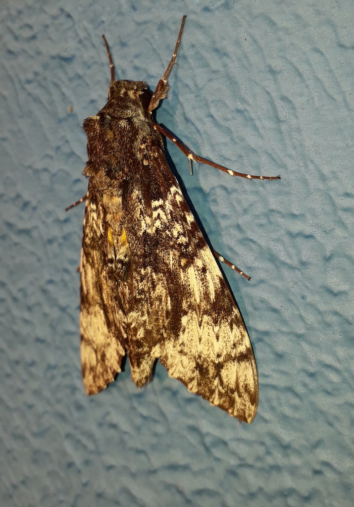 Isognathus excelsior