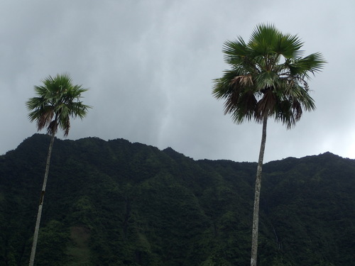 Pritchardia waialealeana, 2017-08-23