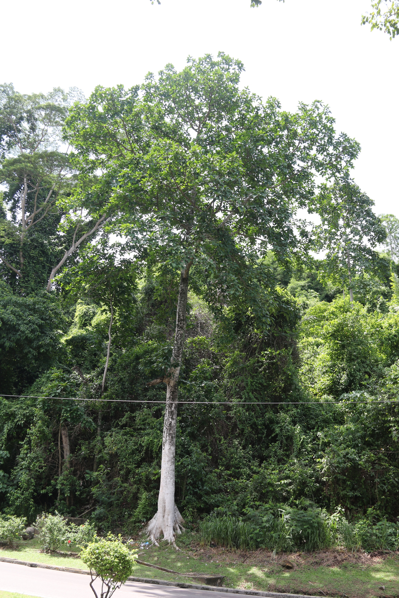 Imagem de Gameleira-branca