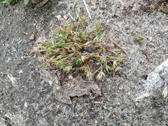 Juncus ranarius