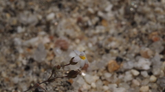 Nemacladus breviflorus