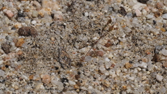 Nemacladus breviflorus